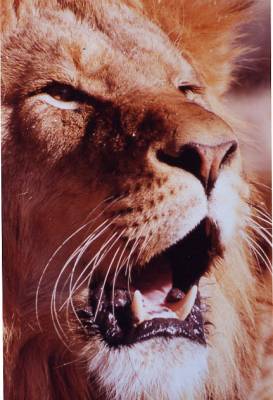 DIMA LION